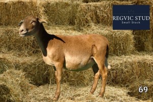 1X Meatmaster Ewe REGVIC STUD