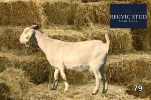 1X Savanna Doe REGVIC STUD