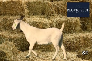 1X Savanna Doe REGVIC STUD