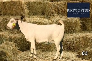 1X Savanna Doe REGVIC STUD