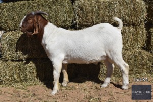 1X Boer Goat Buck REGVIC STUD