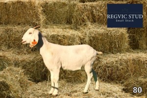 1X Savanna Doe REGVIC STUD