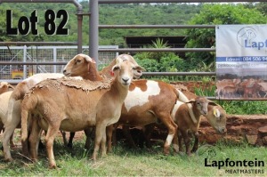 LOT 82 4X MEATMASTER OOI MET LAMMERS/EWE WITH LAMBS LAPFONTEIN MEATMASTERS