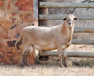 1X MEATMASTER RAM VOORWAARTS BOERDERY