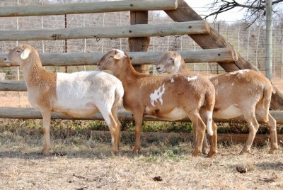 3X MEATMASTER OOI/EWE VOORWAARTS BOERDERY