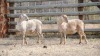 2X MEATMASTER OOI/EWE VOORWAARTS BOERDERY