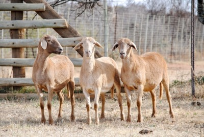 3X MEATMASTER OOI/EWE VOORWAARTS BOERDERY