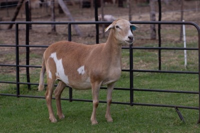 1X OOI/EWE B3 Genetics - Charles Freeme - 074 207 0007 (Highest Bidder may choose A or B of Lot round or take all - Pay per piece. Choice once per Lot round, Rest to take all)