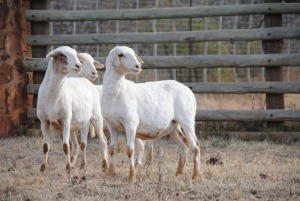 3X MEATMASTER OOI/EWE VOORWAARTS BOERDERY