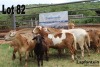 LOT 82 4X MEATMASTER OOI MET LAMMERS/EWE WITH LAMBS LAPFONTEIN MEATMASTERS - 2