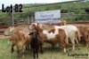 LOT 82 4X MEATMASTER&nbsp;OOI MET LAMMERS/EWE WITH LAMBS LAPFONTEIN MEATMASTERS - 2