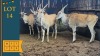 4X Eland M:1 F:3 Bubesi Investments 203 (Pay per animal)