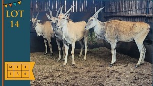 4X Eland M:1 F:3 Bubesi Investments 203 (Pay per animal)