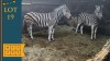 2X Zebra M:2 Nova Dream Wildlife (Pay per animal)