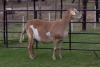 1X OOI/EWE B3 Genetics - Charles Freeme - 074 207 0007 (Highest Bidder may choose A or B of Lot round or take all - Pay per piece. Choice once per Lot round, Rest to take all) - 4