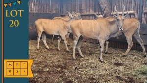 5X Eland F:5 Bubesi Investments 203 (Pay per animal)