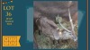 1X Waterbok M:1 29 1/4" Rowland Ward Pretoria Wildlife Services (Pty) Ltd