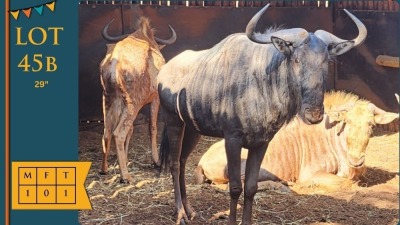 1X Blouwildebees M:1 29" Circle H Ranches