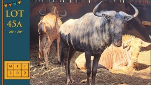 2X Goue Wildebees M:2 28" + 29" Circle H Ranches (Pay per animal)