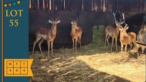 4X Rooibok M:4 Louma Boerdery (Pay per animal)