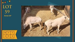 4X Goue Gemsbok M:4 Almal 34" VTV Bermarking (Pay per animal)