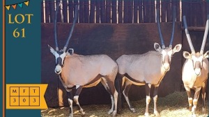 3X Gemsbokke M:3 Pretoria Wildlife Services (Pty) Ltd (Pay per animal)