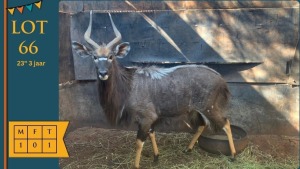 1X Njala M:1 23" 3 jaar PrecMeta Game Breeders