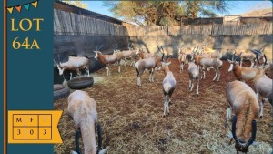 3X Blesbok M:3 Steyl Wild (Pay per animal)