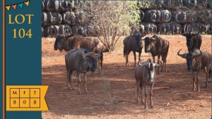 8X Blouwildebees M:8 Ditchaba Wildlife (Pay per animal)