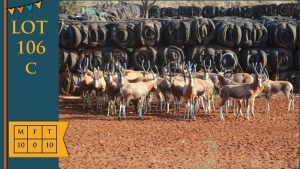 10X Blesbok M:10 Steyl Wild (Pay per animal)