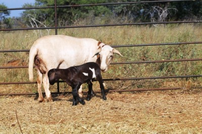 1X OOI met lam/EWE with lamb Thaba Meatmasters - Chris Barkhuizen - 076 8506726 - Chris Barkhuizen - 076 8506726 (Highest Bidder may choose A or B of Lot round or take all - Pay per piece. Choice once per Lot round, Rest to take all)