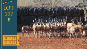 8X Blesbok M:8 Steyl Wild (Pay per animal)