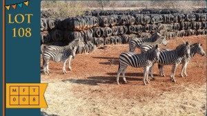 8X Zebra Leopard Cave Safaris (Pay per animal)