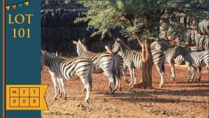 8X Zebra Leopard Cave Safaris (Pay per animal)