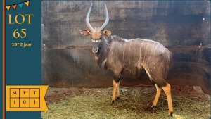 1X Njala M:1 19" 2 jaar PrecMeta Game Breeders