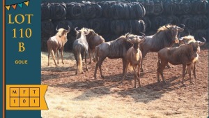 7X Goue Wildebees M:7 Grandir Agri (5) + VTV Bermarking (2) (Pay per animal)