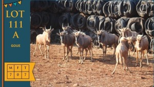 5X Goue Wildebees Jong Grandir Agri (Pay per animal)