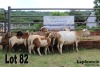 LOT 82 4X MEATMASTER OOI MET LAMMERS/EWE WITH LAMBS LAPFONTEIN MEATMASTERS - 3