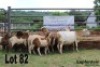 LOT 82 4X MEATMASTER&nbsp;OOI MET LAMMERS/EWE WITH LAMBS LAPFONTEIN MEATMASTERS - 3