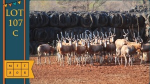 7X Blesbok M:7 Steyl Wild (Pay per animal)