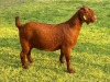 1X KALAHARI RED STUD DOE Albian Stoet - 3