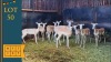 8X White Flank Rooibok F:8 Meerland (Pay per animal)