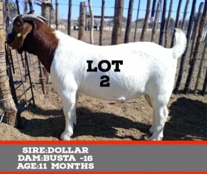 LOT 2 1X Boer Goat Buck Toy Katjiova