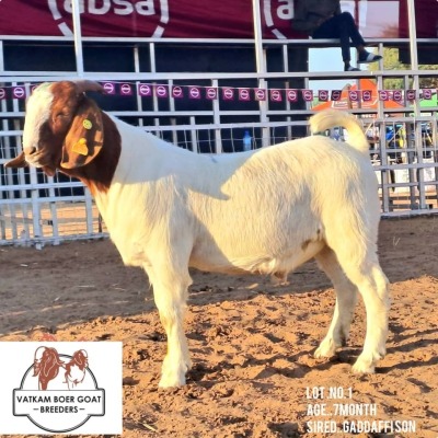 LOT 1 1X Boer Goat Buck Vatira Kambura