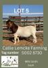 LOT 5 1X Boer Goat Buck Alida Lemcke