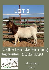 LOT 5 1X Boer Goat Buck Alida Lemcke