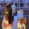 LOT 4 1X Boer Goat Buck Innocent Bimbo - 2