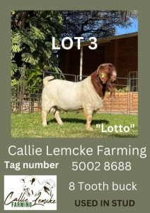 LOT 3 1X Boer Goat Buck Alida Lemcke