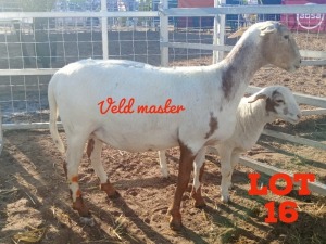 LOT 16 1X Veldmaster Ewe + Lamb Toy Katjiova