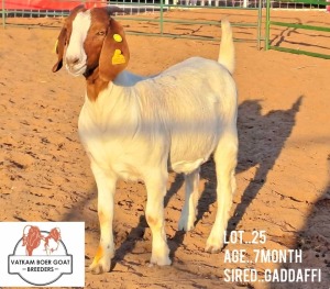 LOT 25 1X Boer Goat Doe Vatira Kambura